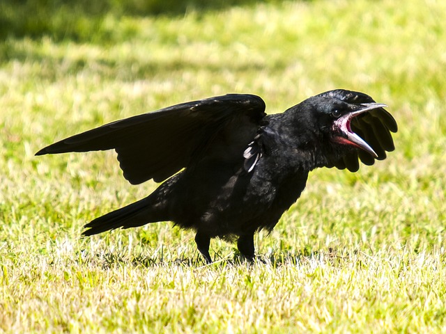 カラスが窓にぶつかる