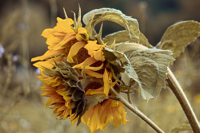 植物が枯れてしまう