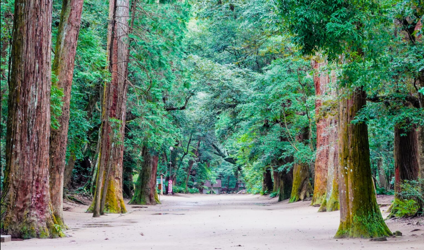 何度刈っても枯れない「根上がりの松」