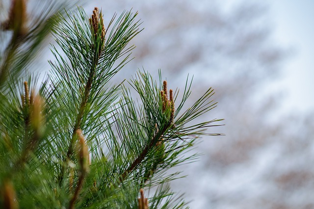 使い続けてもヤニがでない「松の箸」