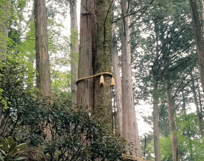 縁結びの木