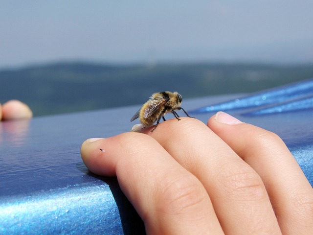 蜂が手に止まる：幸運が舞い込んでくる前兆
