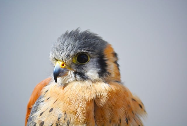 状況別：鳥のスピリチュアルな意味