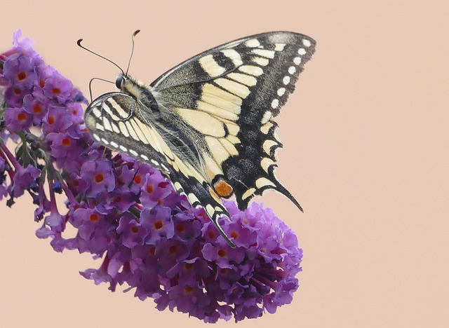 特徴別:蝶が寄ってくる人へのスピリチュアルなメッセージ