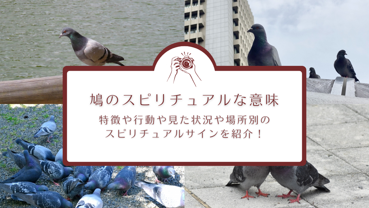 鳩 の 羽 スピリチュアル