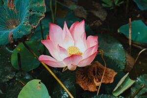 薬師如来の真言の唱え方