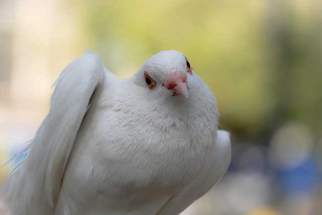 8つのケース：白い鳩を見るスピリチュアルな意味