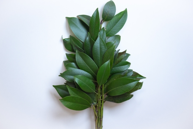 神棚の榊が枯れないときのスピリチュアルメッセージ