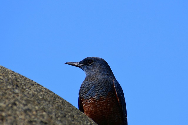 状況別のイソヒヨドリのスピリチュアルな意味