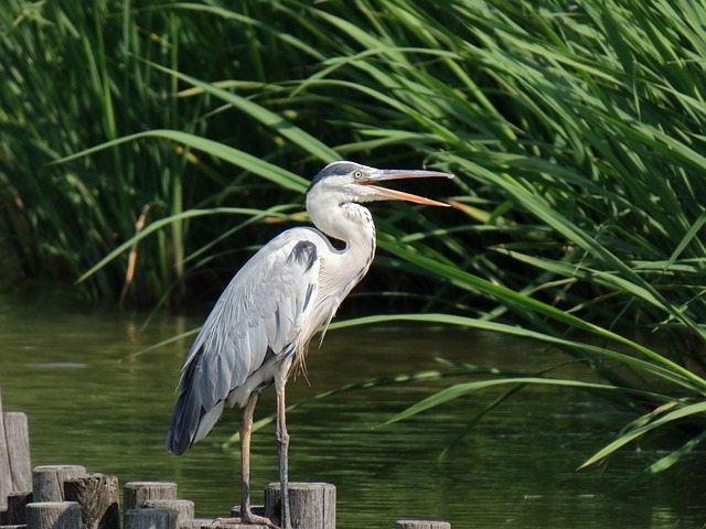 幸運の前兆であり豊かさのシンボル