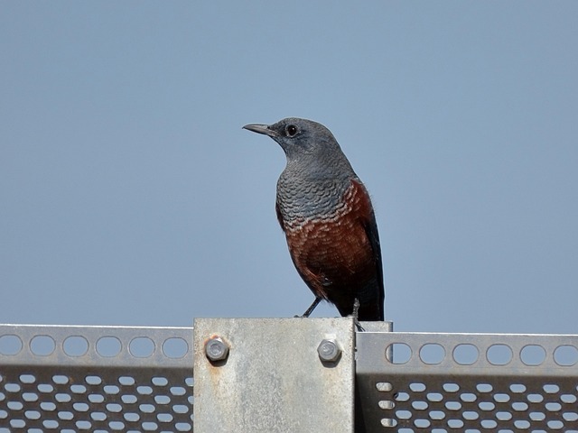 ベランダでイソヒヨドリを見る意味
