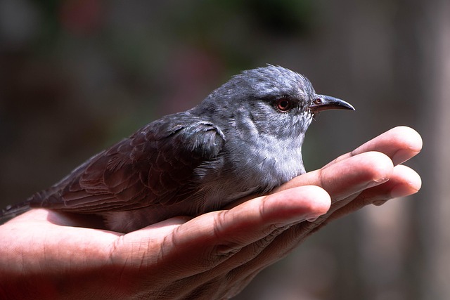 イソヒヨドリの恋愛に関するスピリチュアルな意味