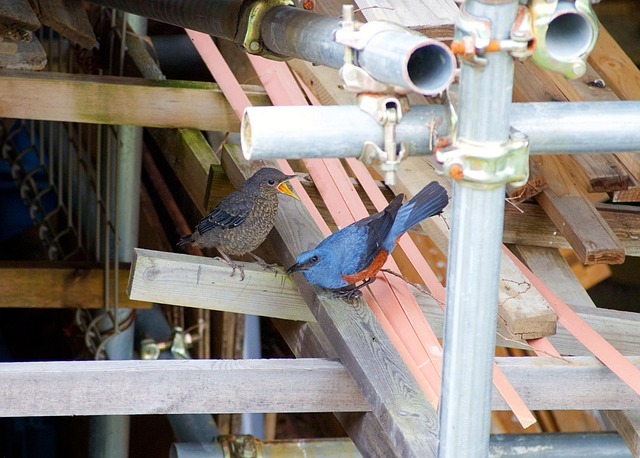 イソヒヨドリを見たときのスピリチュアルなポイント