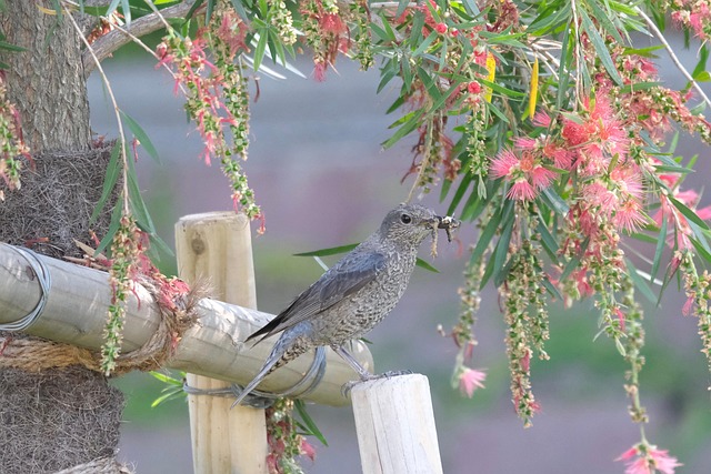 神社でイソヒヨドリを見る意味