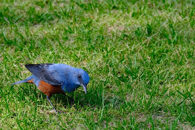おじぎするイソヒヨドリを見る意味