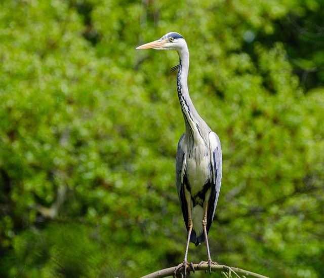 青鷺からのスピリチュアルなパワーを受け取るコツ