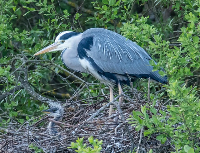 青鷺の恋愛に関するスピリチュアルな意味