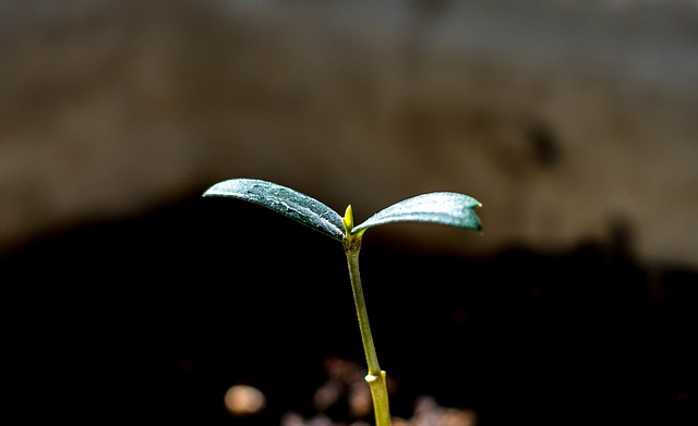 神棚の榊に新芽が出た