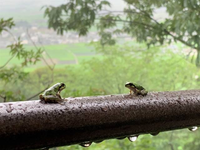 【特徴別】カエルを見るスピリチュアルな意味