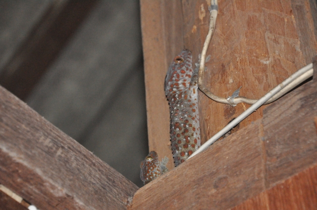 親子のトカゲ：家族の絆が深まる