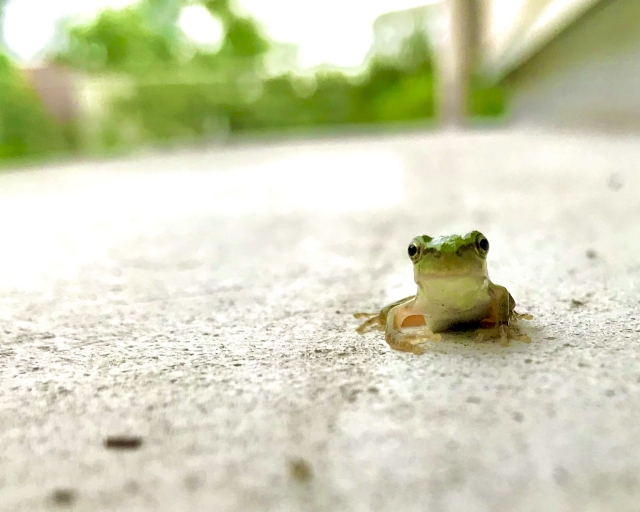 道路にカエル：会いたい人に会える
