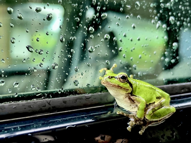 窓にカエル：豊かさや幸運に恵まれる