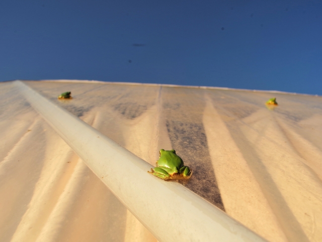 3匹のカエル：選ぶべき道が複数ある