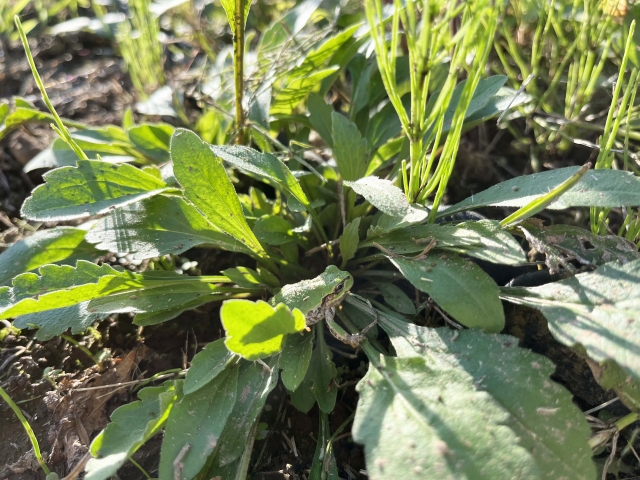 ベランダや庭にカエル：家庭内で幸せなことが起こる