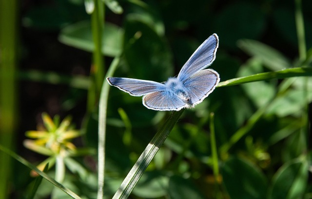 恋愛運の上昇や魅力アップ