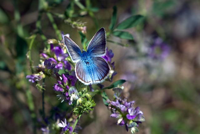 神社で青い蝶を見る：エネルギーレベルが上がっている