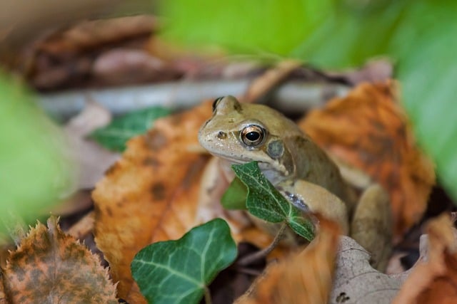 死んだカエル：人生における大きな変化の前兆