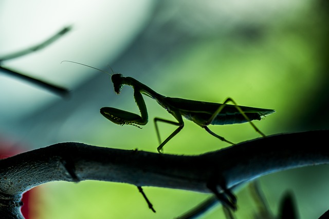 カマキリに噛まれる:ライバルが現れる