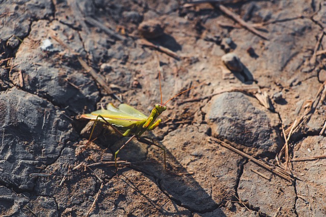 カマキリが横切る:執着からの解放
