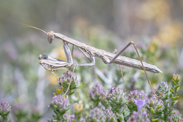 茶色のカマキリ:生活を見直す必要がある