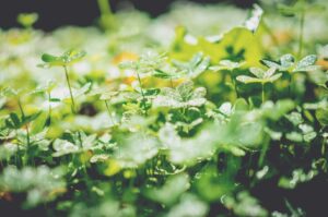 おみくじの凶は幸運への気づきへの導き