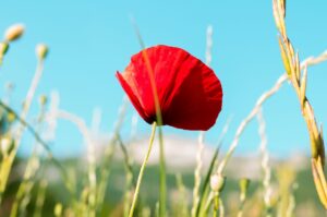 おみくじで大吉を過信せずに努力する