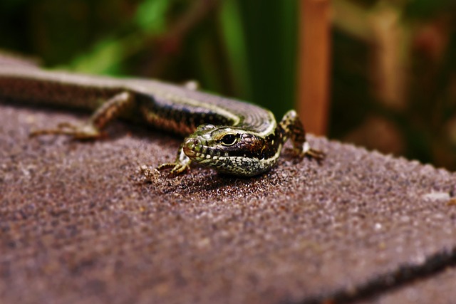 銀色のトカゲ：高次元な存在からの祝福