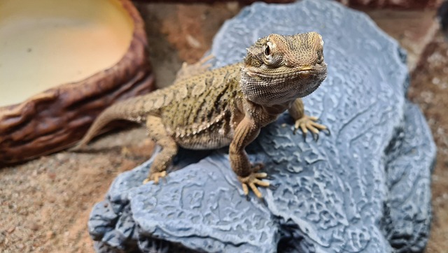 トカゲを踏んでしまう