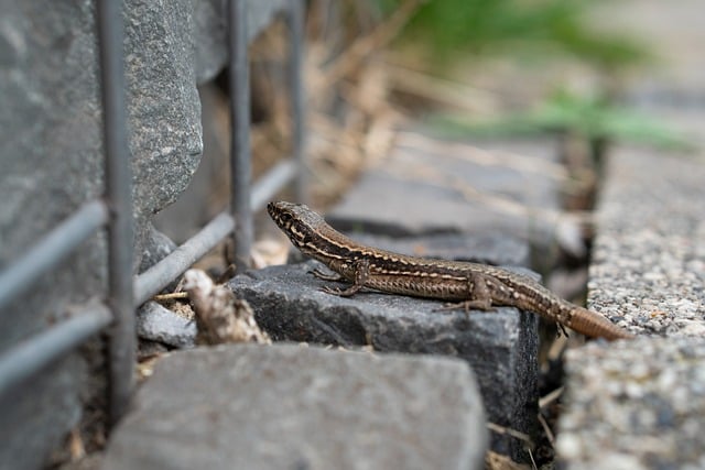 ベランダにトカゲ：良いエネルギーが流れ込んでくる