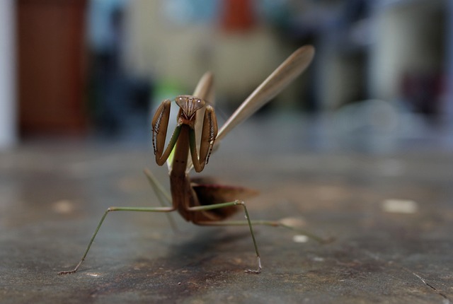 カマキリを助ける:困難から救われる