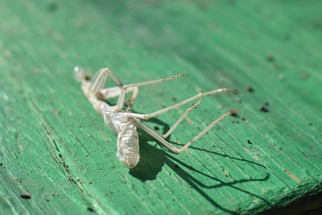 カマキリの抜け殻:直感力が高まる
