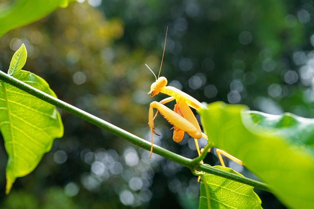 金色のカマキリ:全体的な運気の上昇