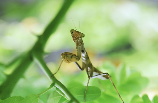 カマキリを見たときのスピリチュアルな注意点
