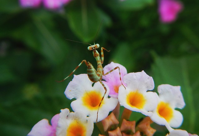 【特徴】カマキリを見るスピリチュアルな意味