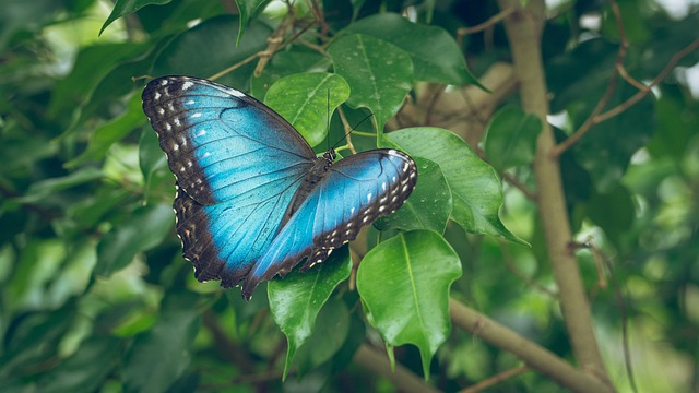 青い蝶が寄ってくる：幸運の訪れ