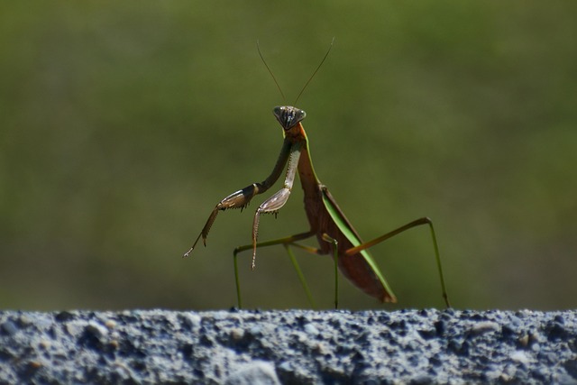 カマキリが住み着く:神様に守られている