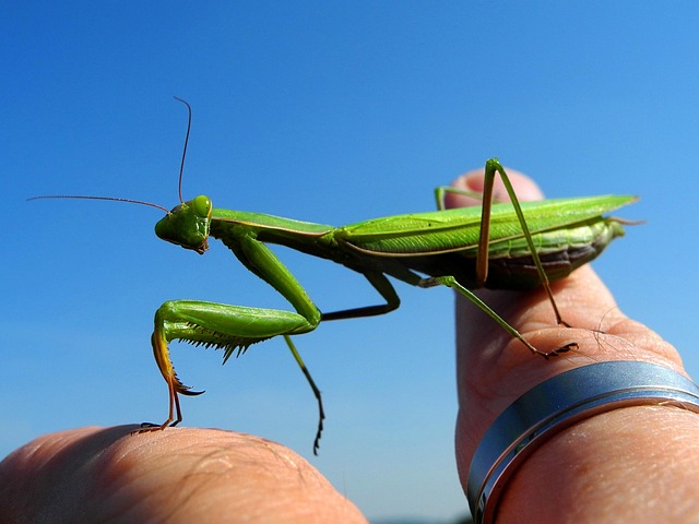 カマキリが体に止まる:問題解決のヒントと出会う