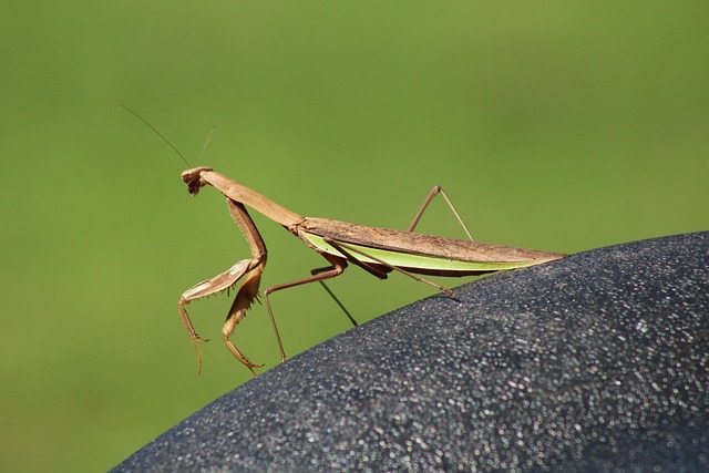 死んだカマキリ:トラブルの前兆