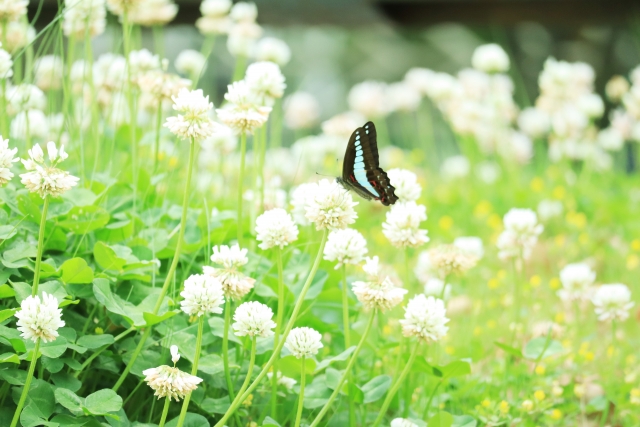 アオスジアゲハを見たときに注意すべきこと