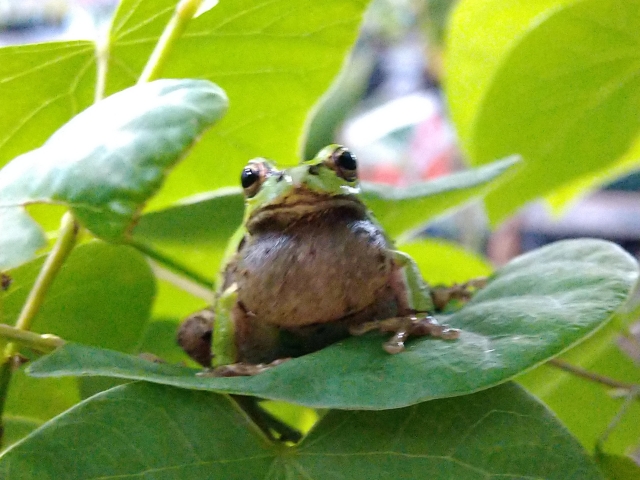 カエルの鳴き声がした：願いが聞き届けられた